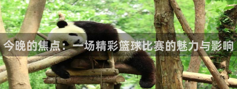 今晚的焦点：一场精彩篮球比赛的魅力与影响