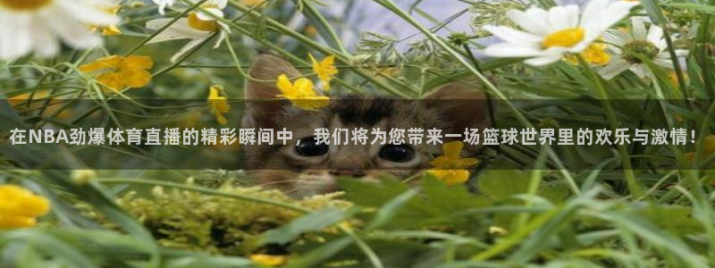 在NBA劲爆体育直播的精彩瞬间中，我们将为您带来一场篮球世界里的欢乐与激情！
