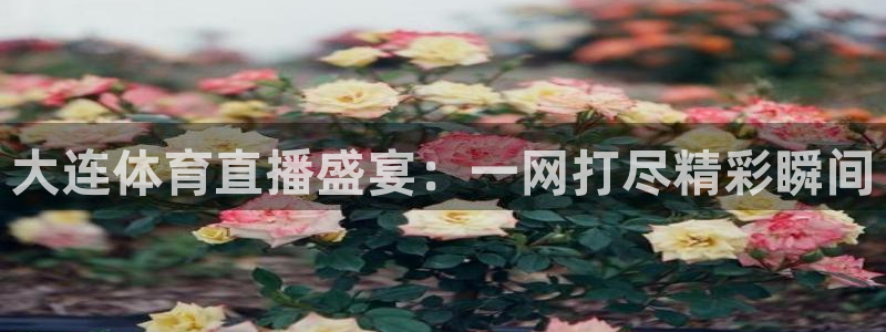 大连体育直播盛宴：一网打尽精彩瞬间