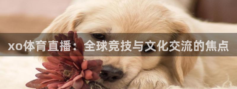 xo体育直播：全球竞技与文化交流的焦点